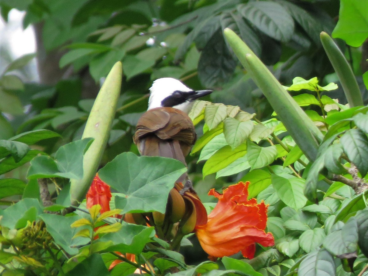 White-crested Laughingthrush - ML152981941