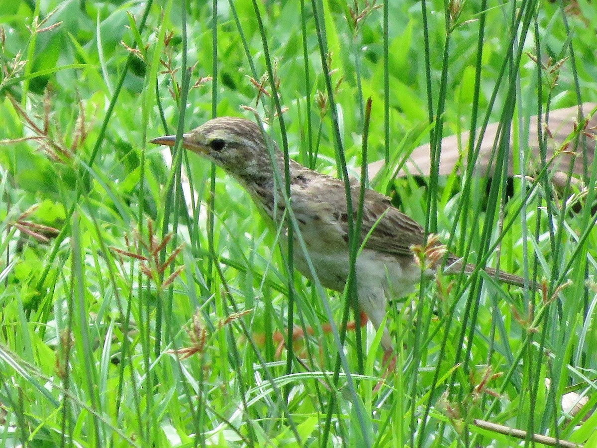 Paddyfield Pipit - ML152982001