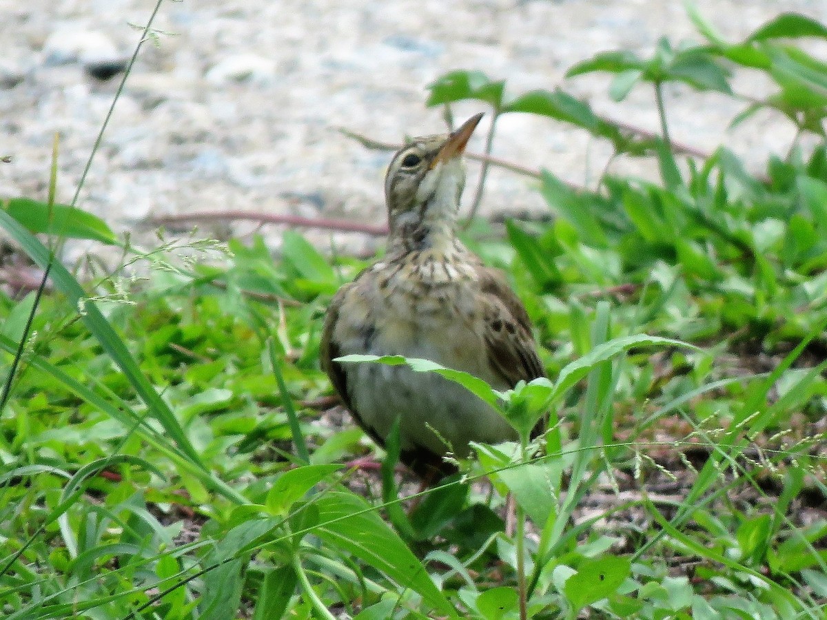 Paddyfield Pipit - ML152982011