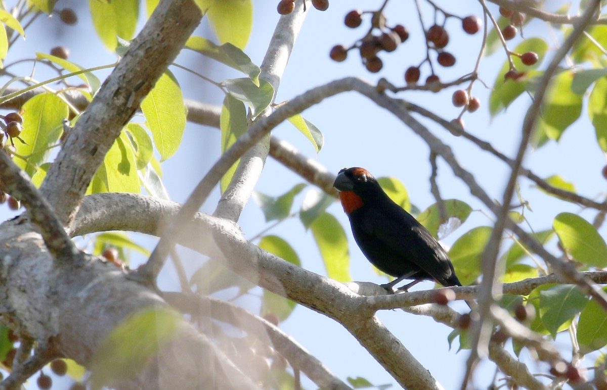 Greater Antillean Bullfinch - ML152982091