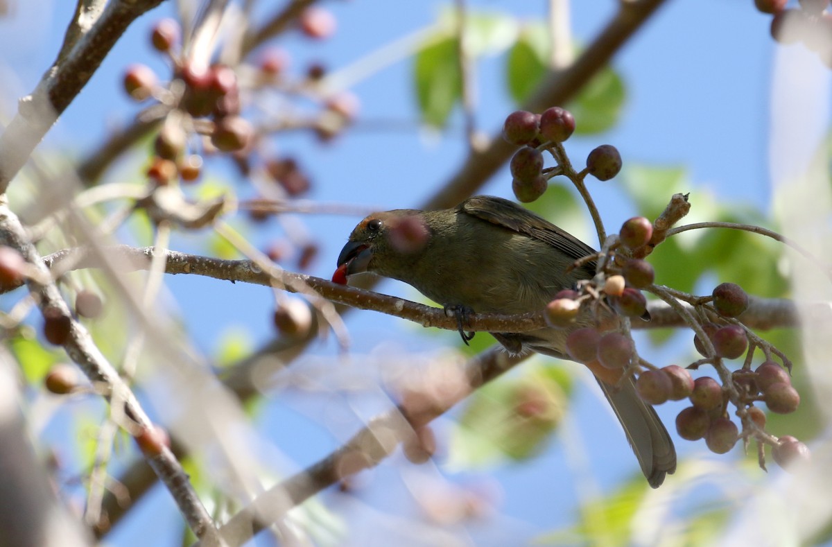 Greater Antillean Bullfinch - ML152982161