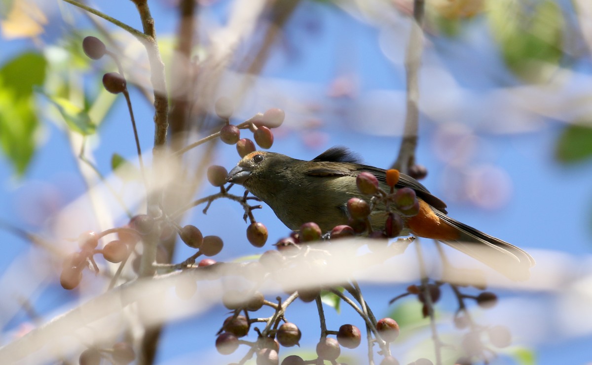 Greater Antillean Bullfinch - ML152982171