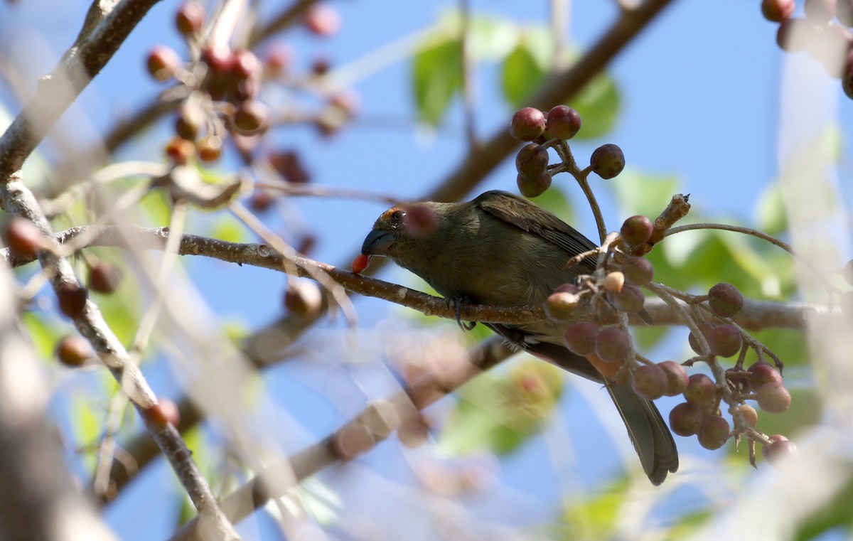 Greater Antillean Bullfinch - ML152982181