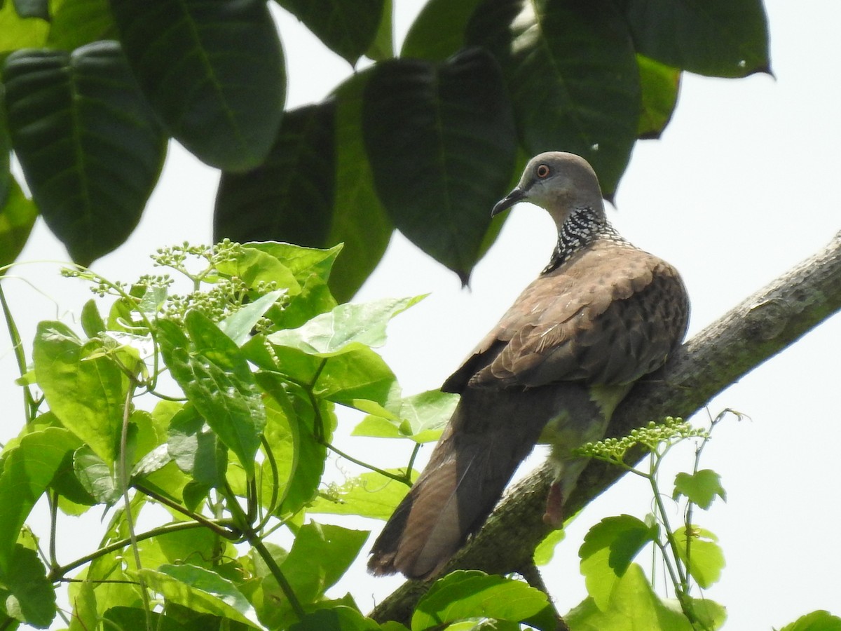 Spotted Dove - ML152983311