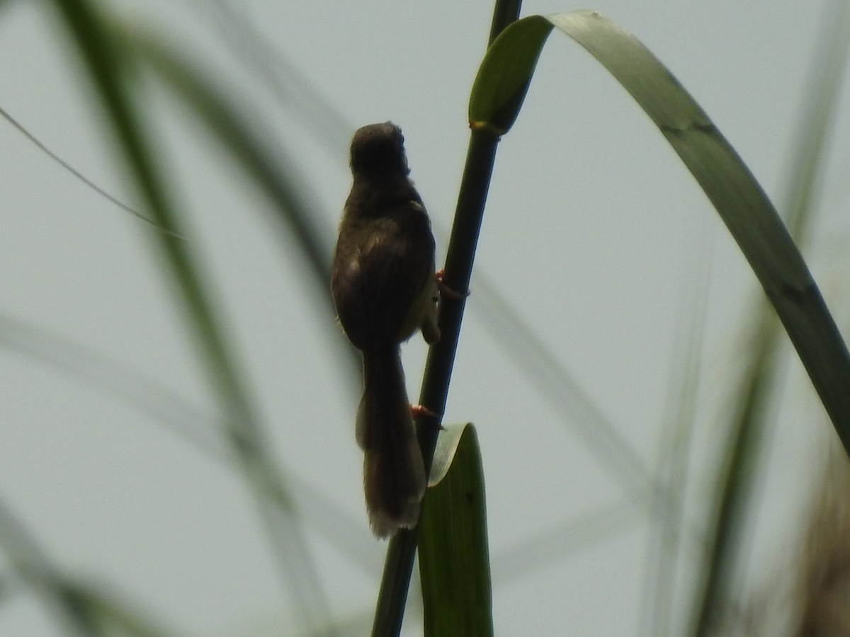 Yellow-bellied Prinia - Vlad Sladariu