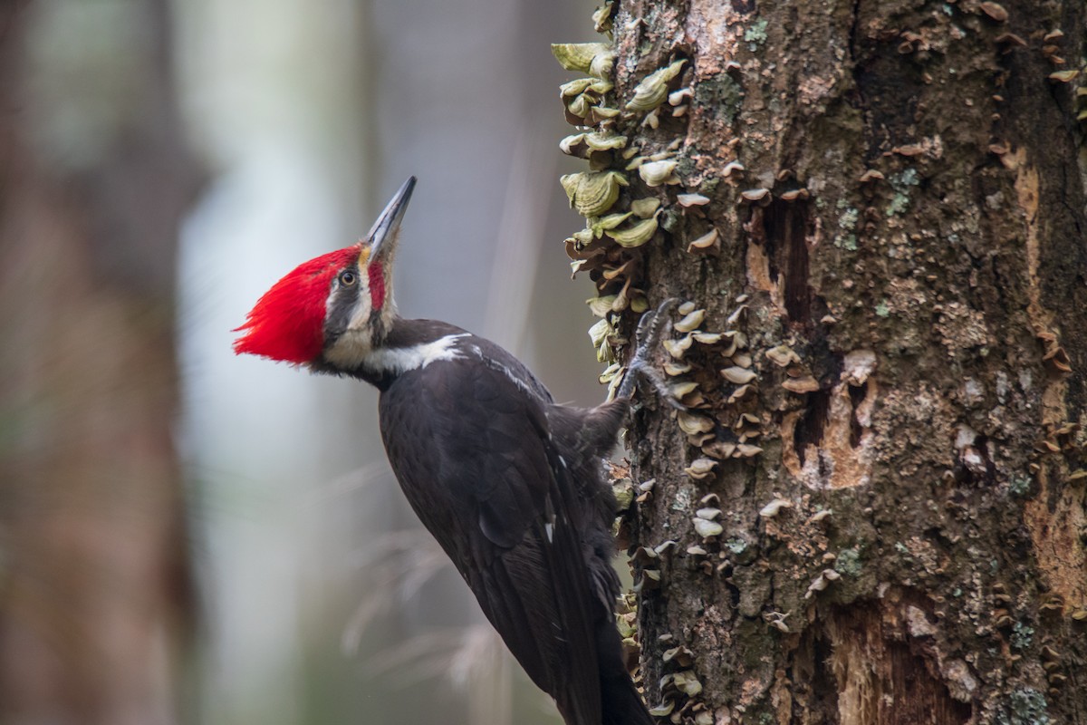 Pileated Woodpecker - ML152983681