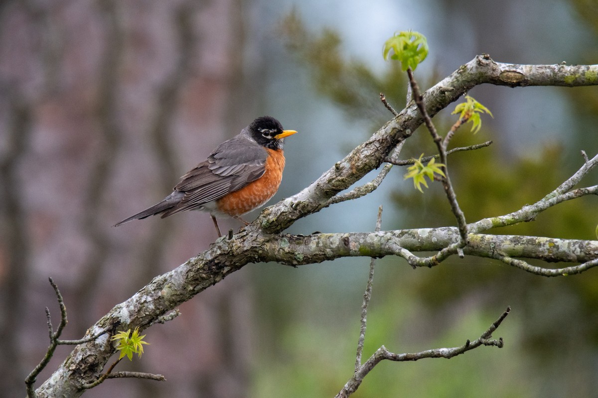 American Robin - ML152983781