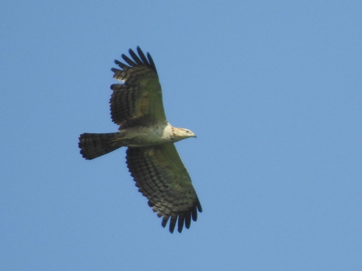 Oriental Honey-buzzard - ML152983801