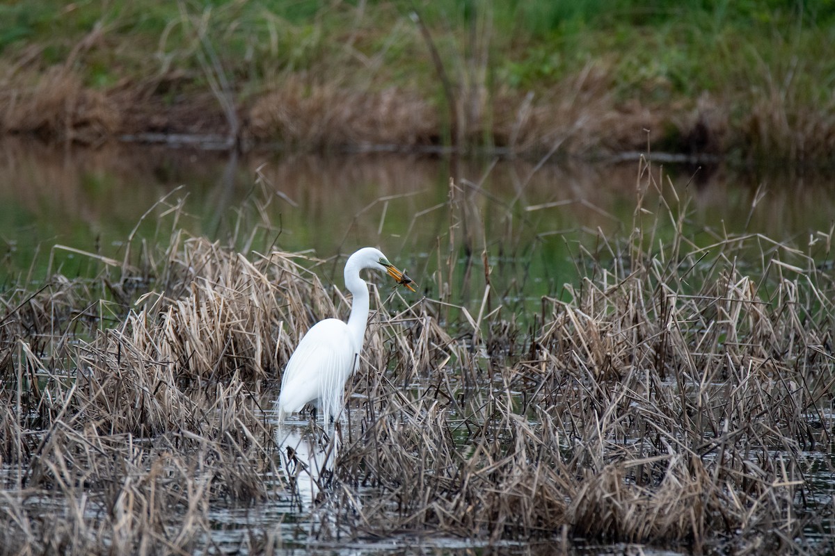 Great Egret - ML152983861