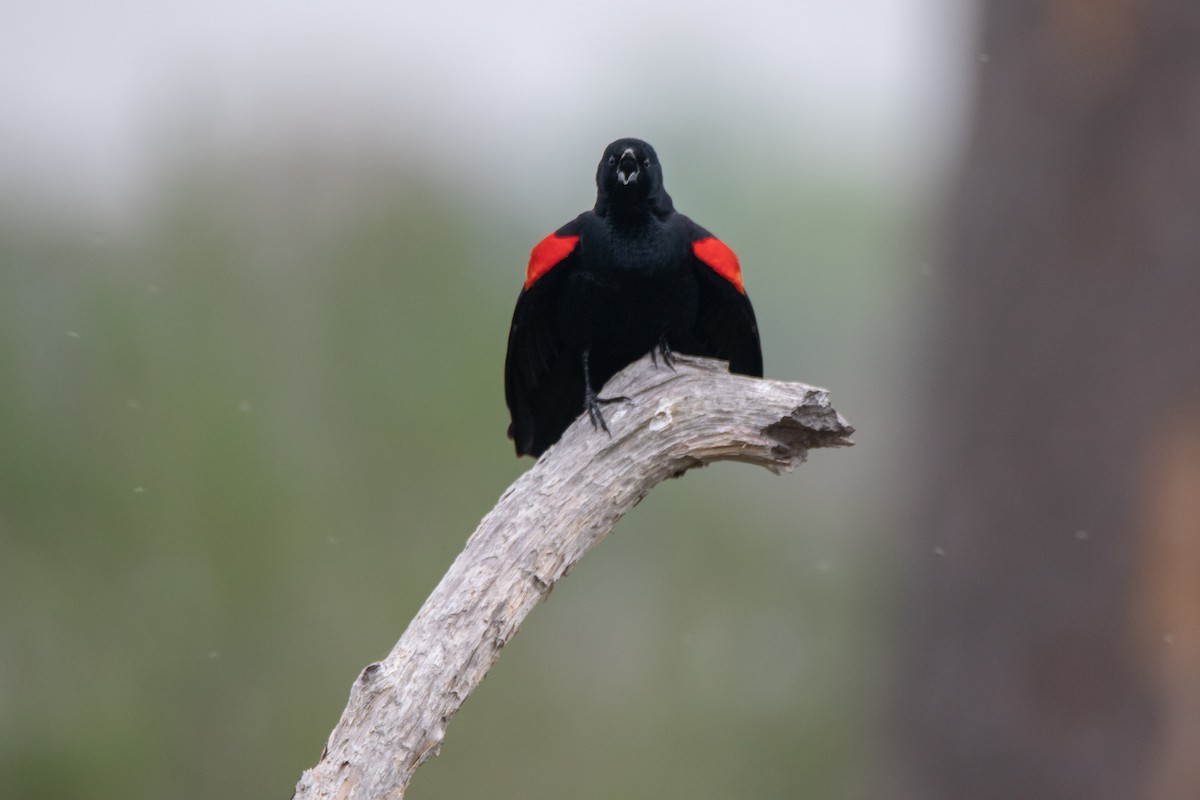 Red-winged Blackbird - ML152983911