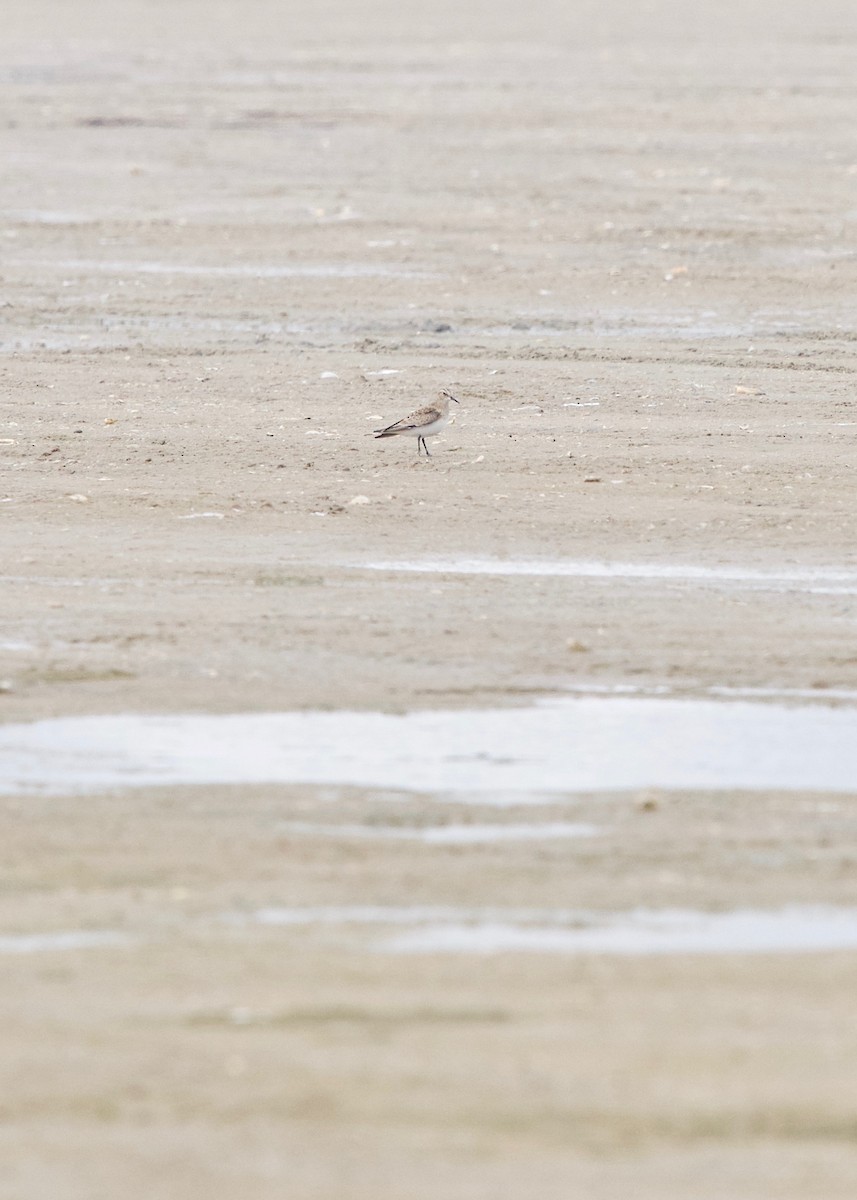 Baird's Sandpiper - Jon Cefus