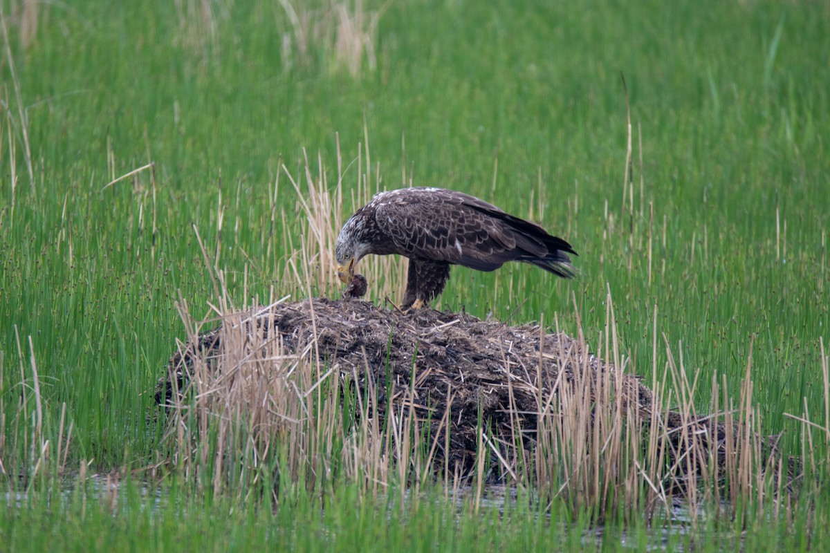 Bald Eagle - ML152984301