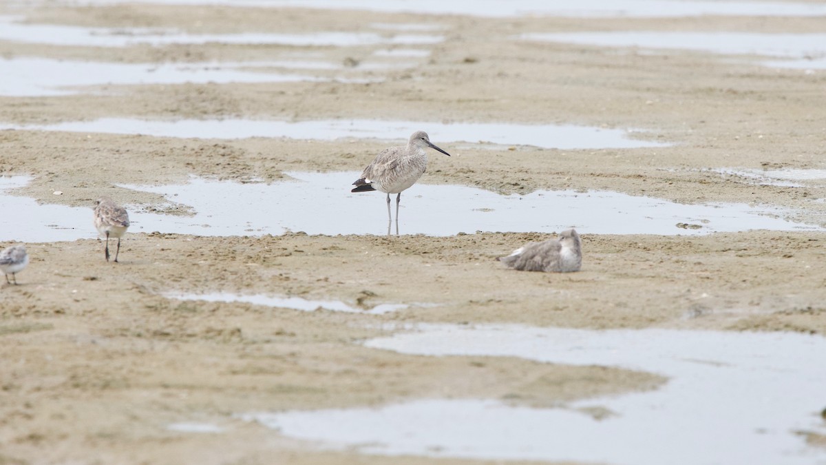 Willet - Jon Cefus