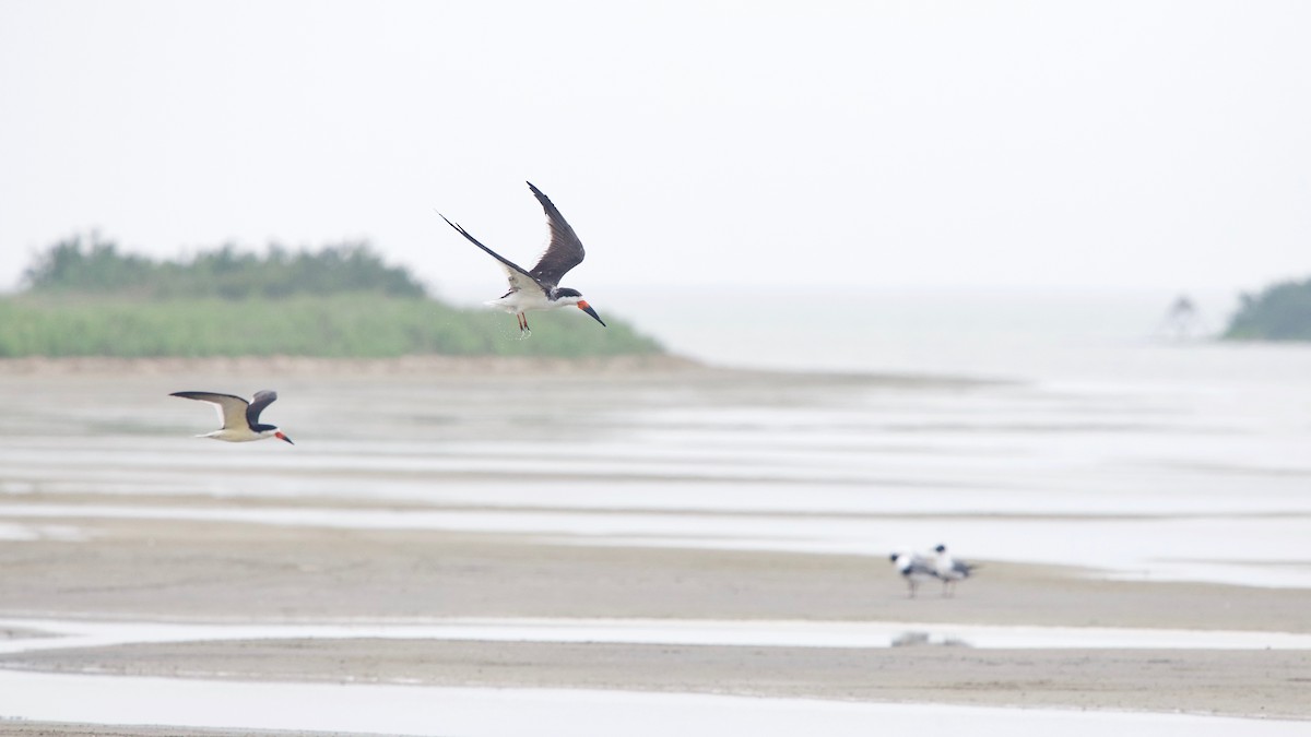 Black Skimmer - Jon Cefus