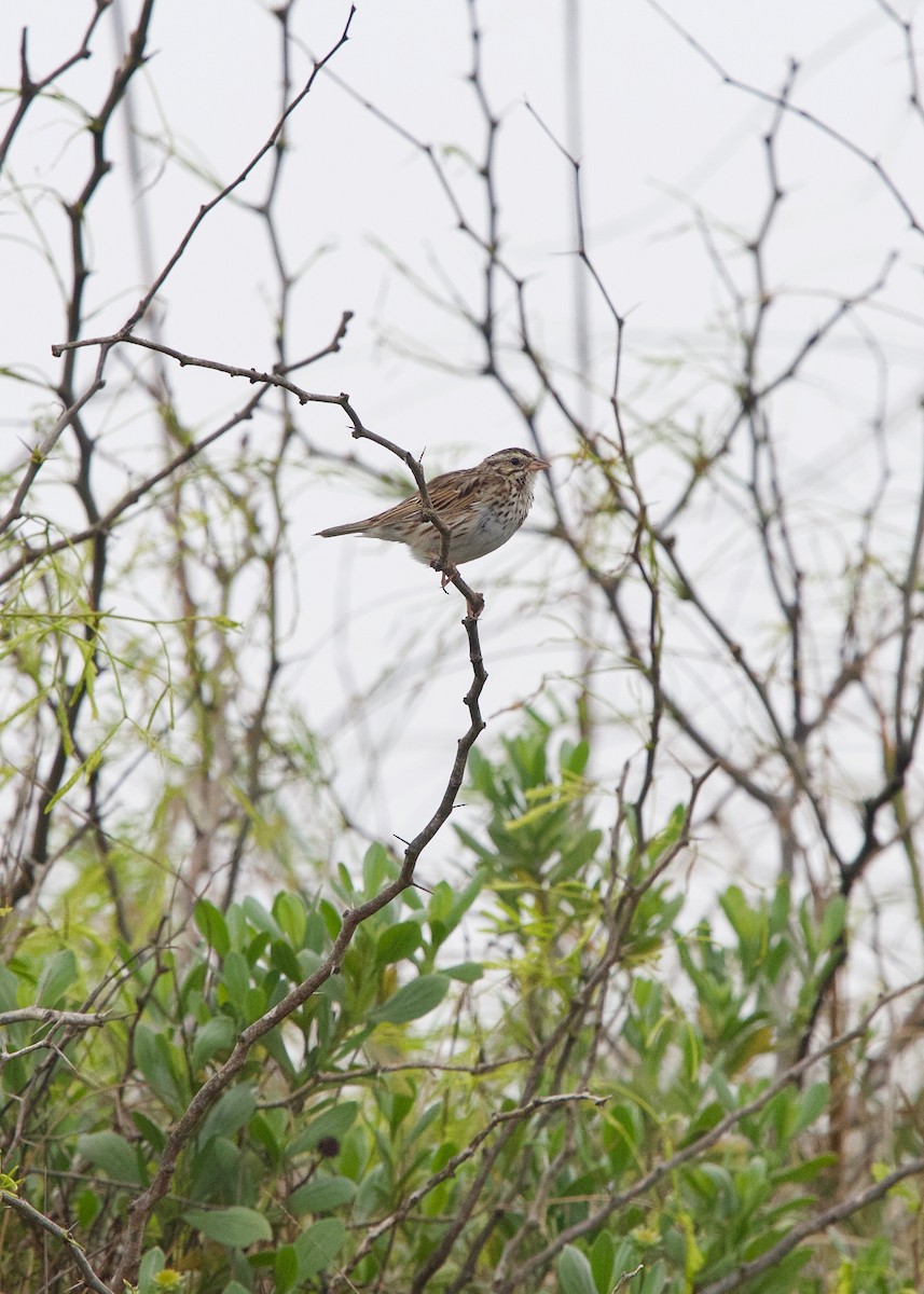 Savannah Sparrow - ML152984421