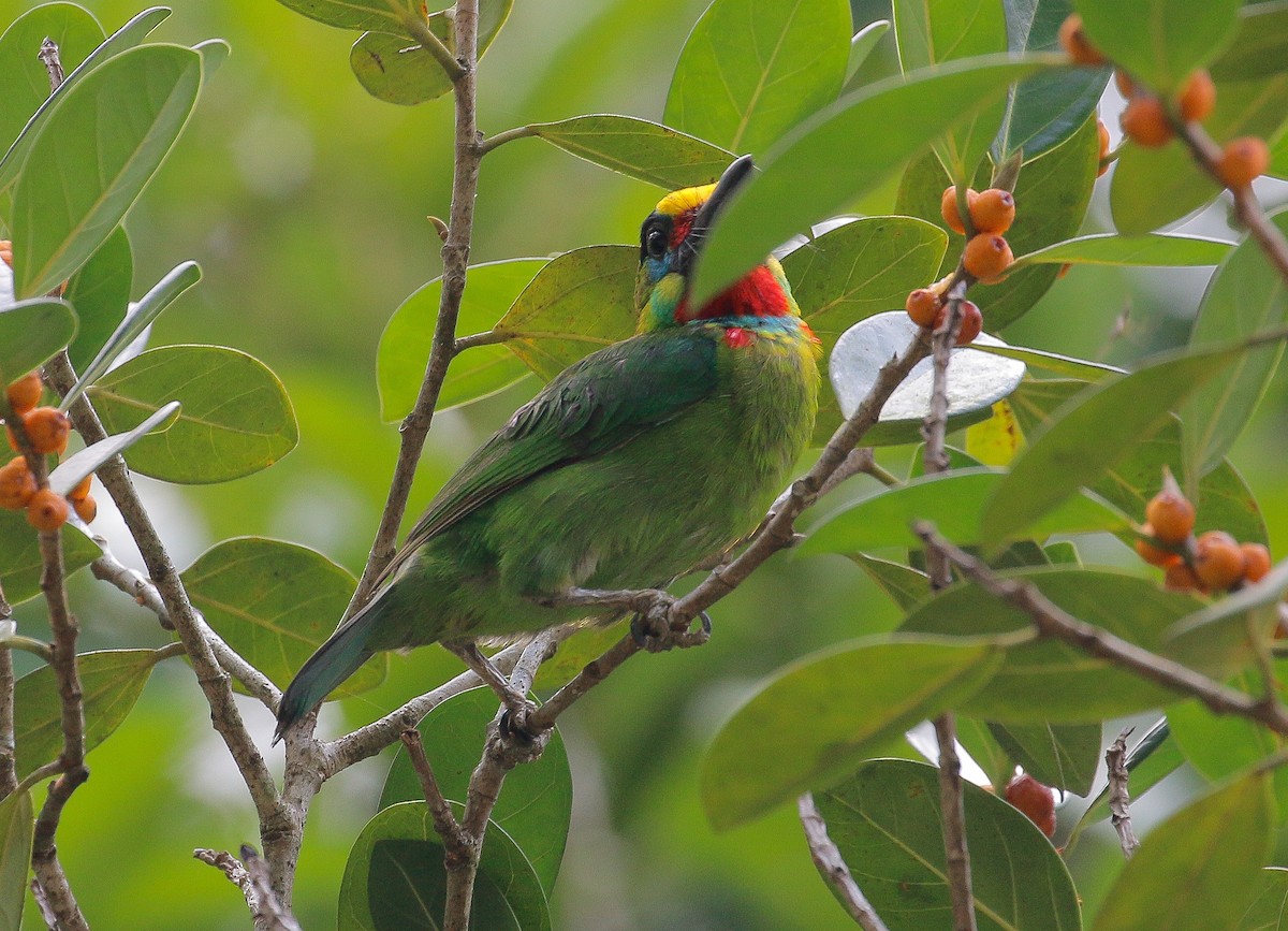 Red-throated Barbet - ML152984481