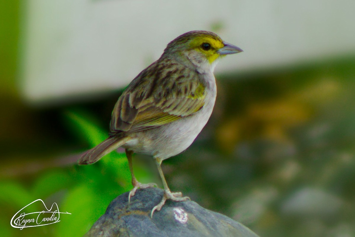 Yellow-browed Sparrow - ML152984491