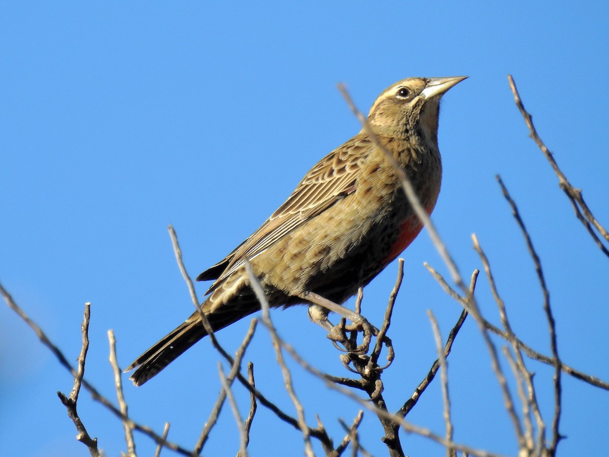 Long-tailed Meadowlark - ML152984581