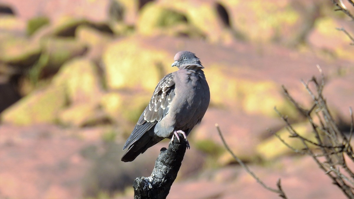 Spot-winged Pigeon - ML152984601