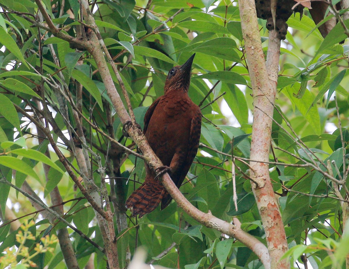 Rufous Woodpecker - ML152984621