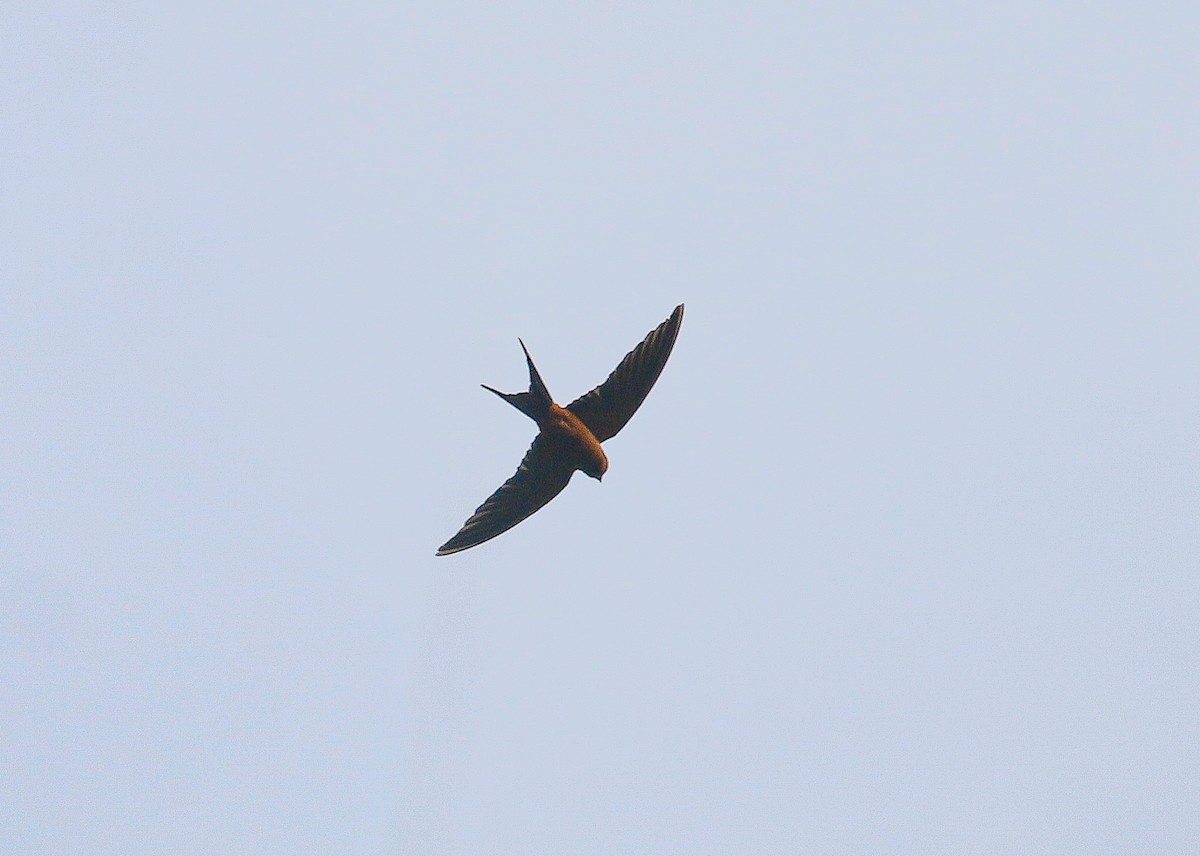 Rufous-bellied Swallow - ML152984851