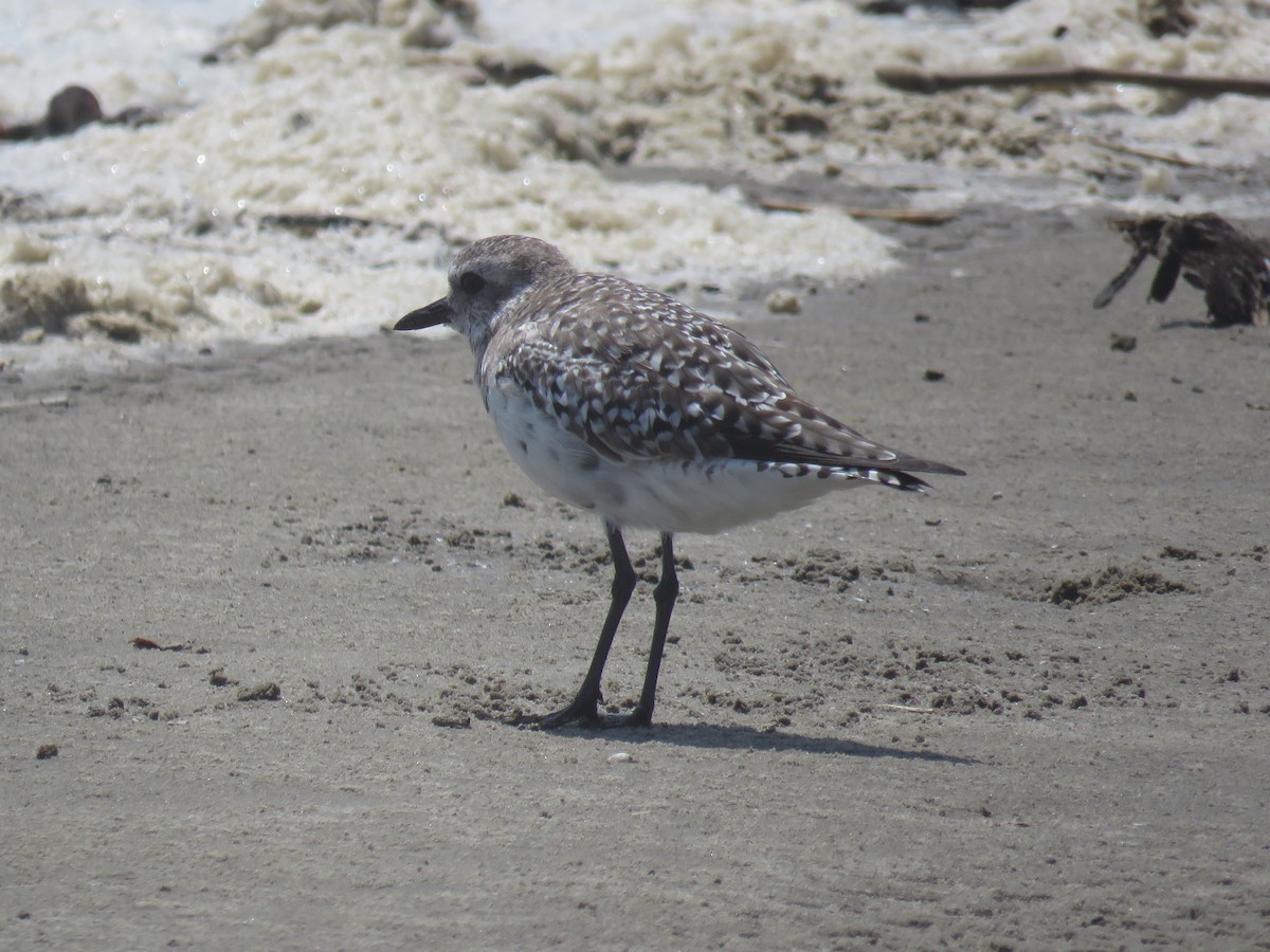 Black-bellied Plover - ML152984871