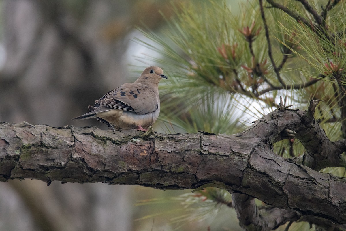 Mourning Dove - ML152985021