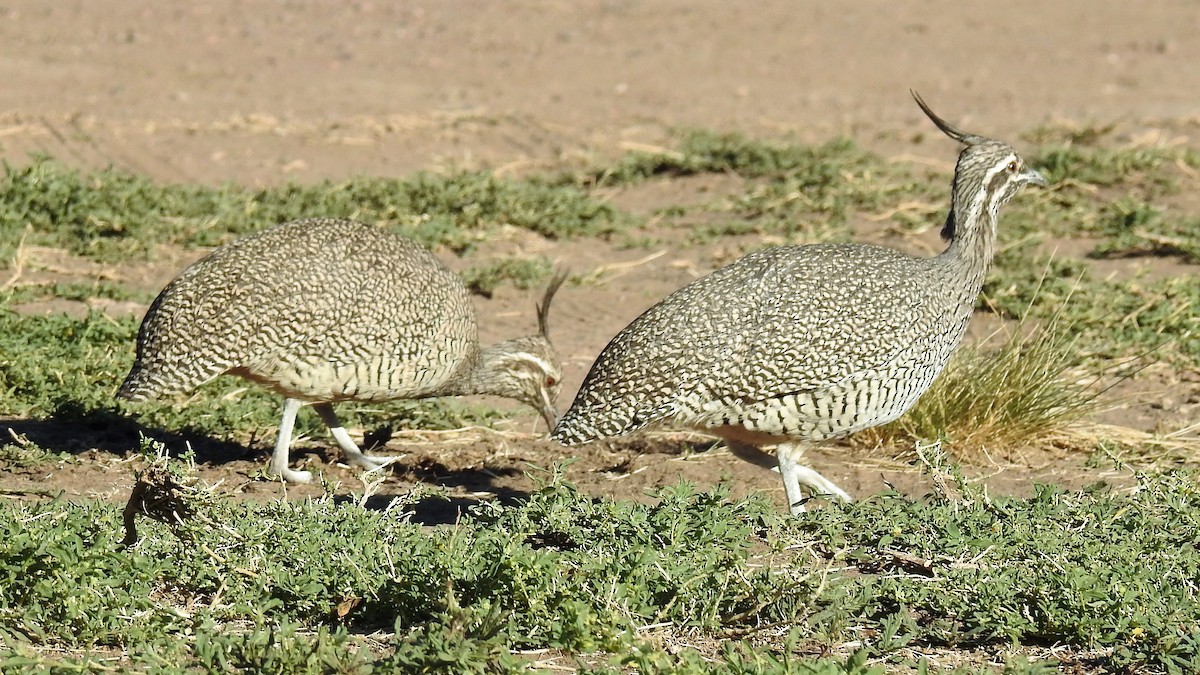 Elegant Crested-Tinamou - ML152985081