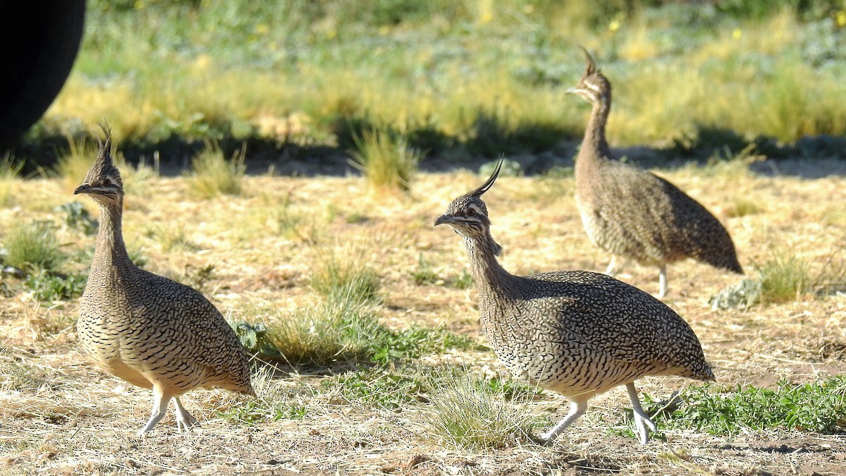 Elegant Crested-Tinamou - ML152985091