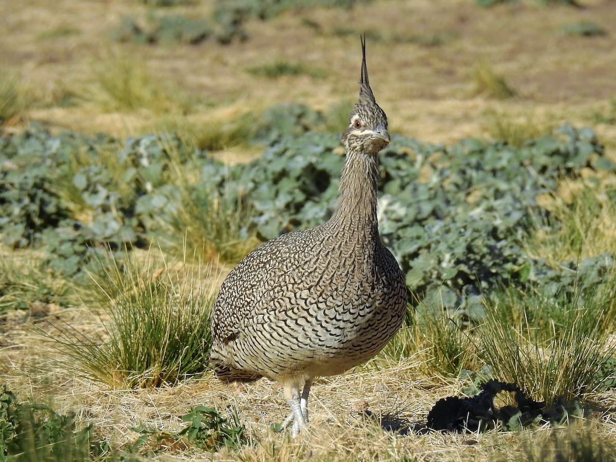 Elegant Crested-Tinamou - ML152985101