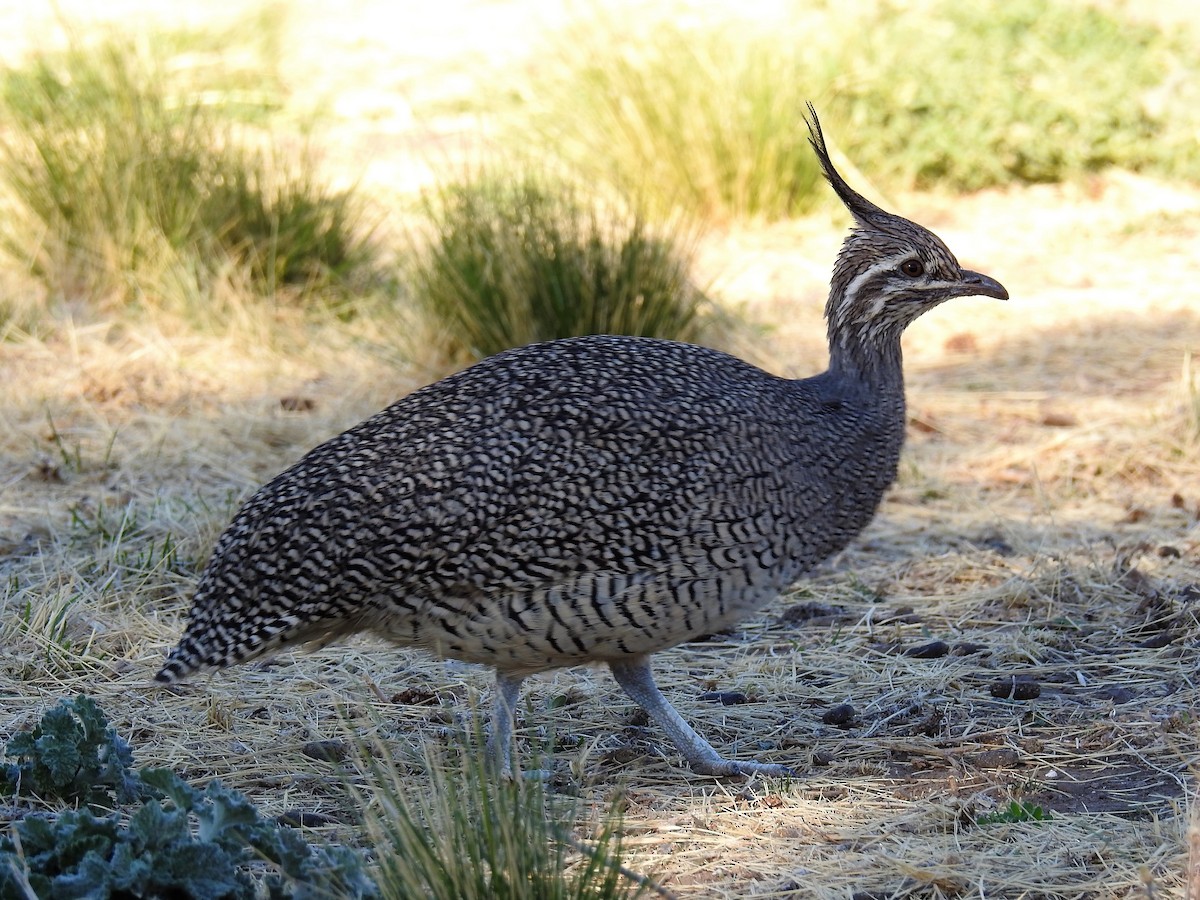 Elegant Crested-Tinamou - ML152985121