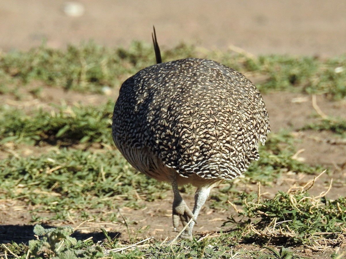 Elegant Crested-Tinamou - ML152985131