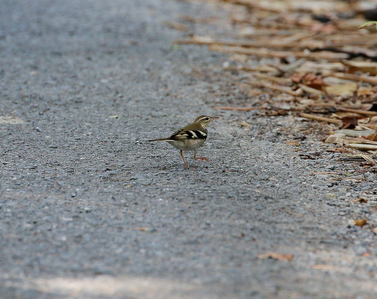 Forest Wagtail - ML152985181