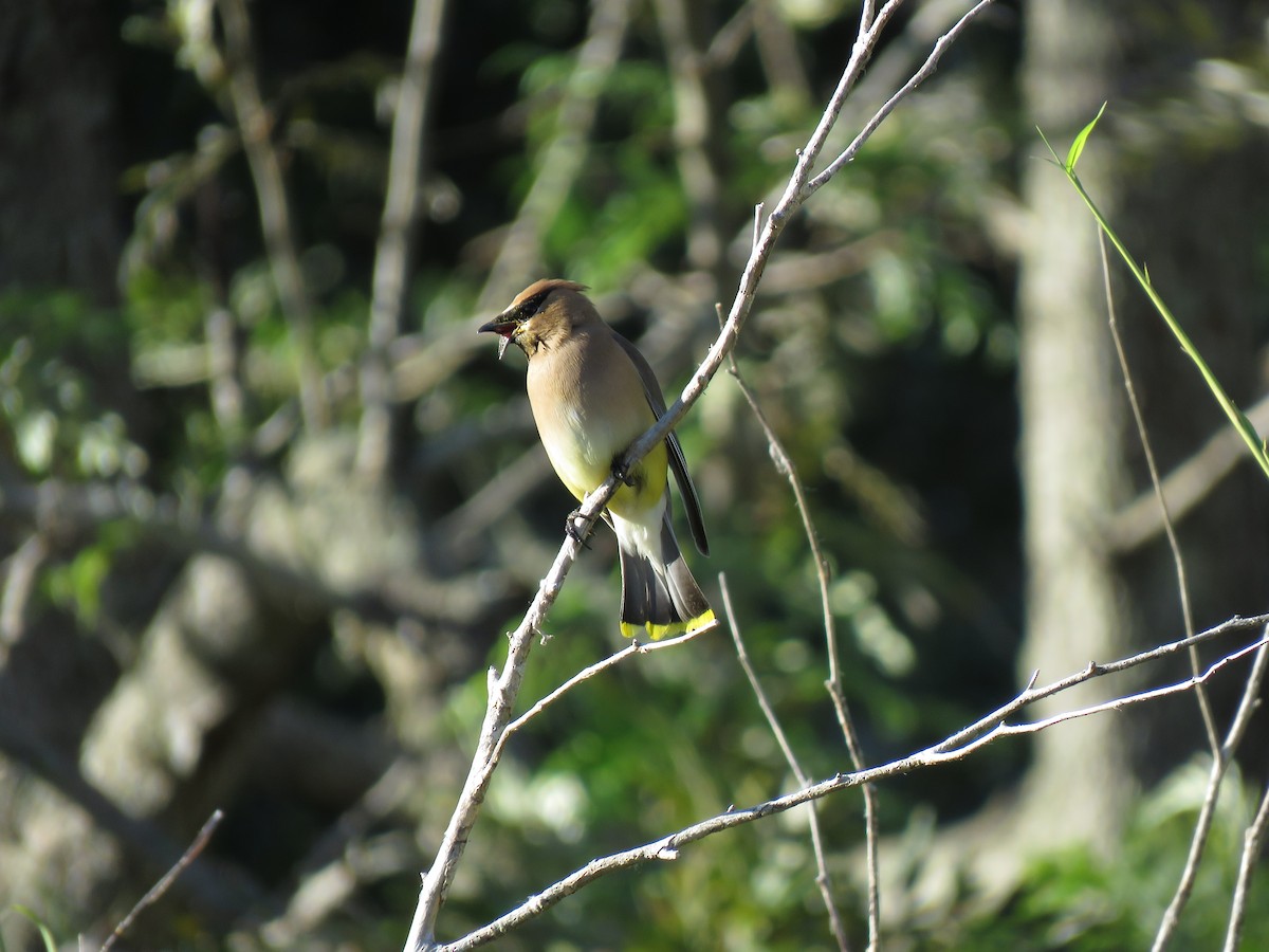 Cedar Waxwing - ML152985231