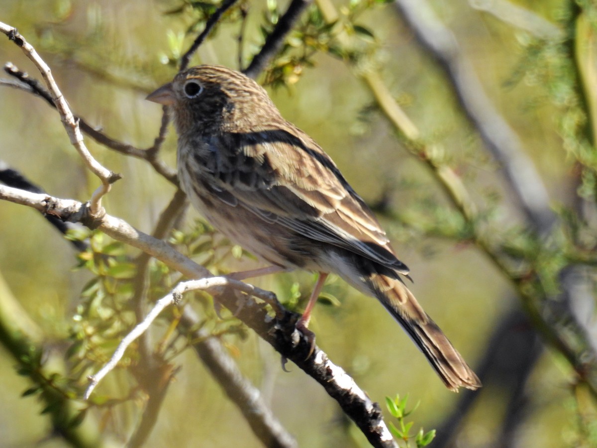 Carbonated Sierra Finch - ML152985251