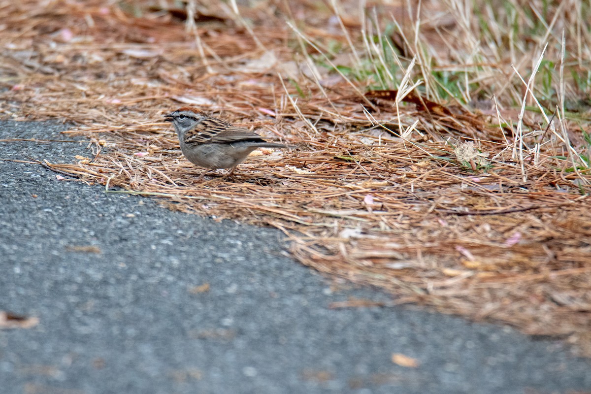 Chipping Sparrow - ML152985291