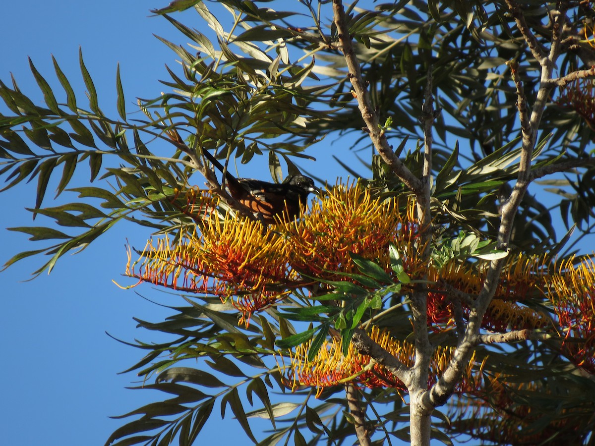 Orchard Oriole - ML152985361