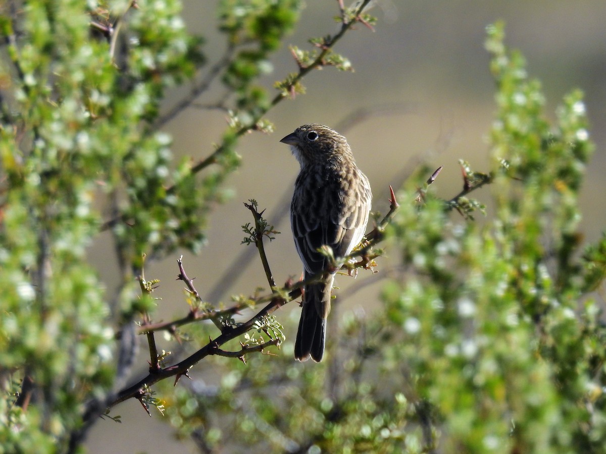 Carbonated Sierra Finch - Pablo Alejandro Pla