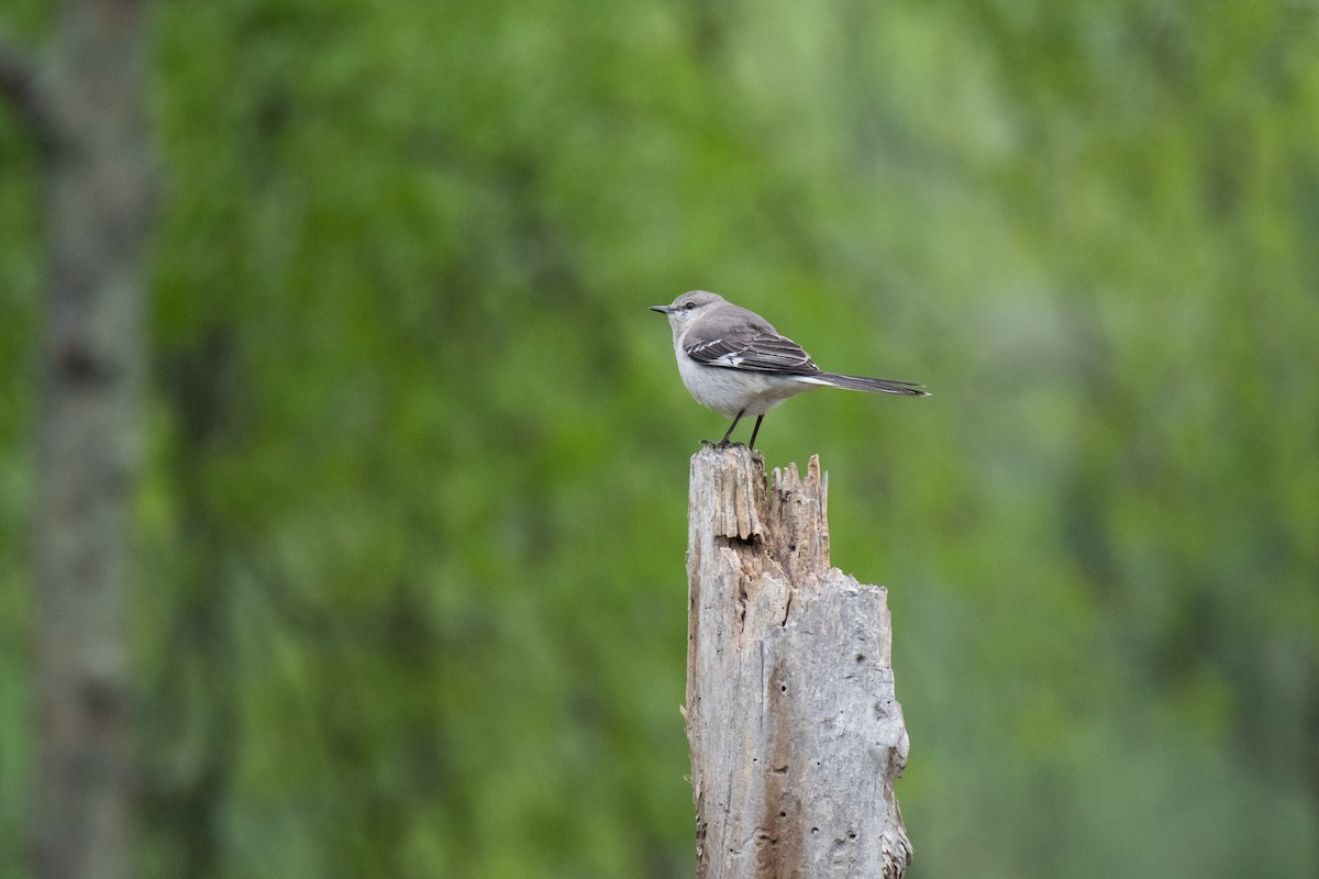 Northern Mockingbird - ML152985401