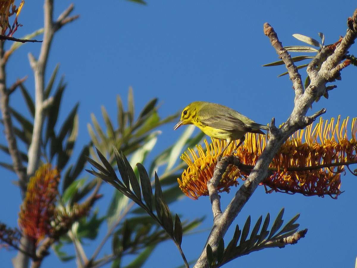 Prairie Warbler - ML152985551