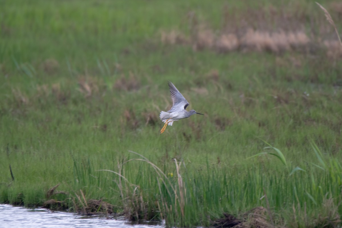 Greater Yellowlegs - ML152985561