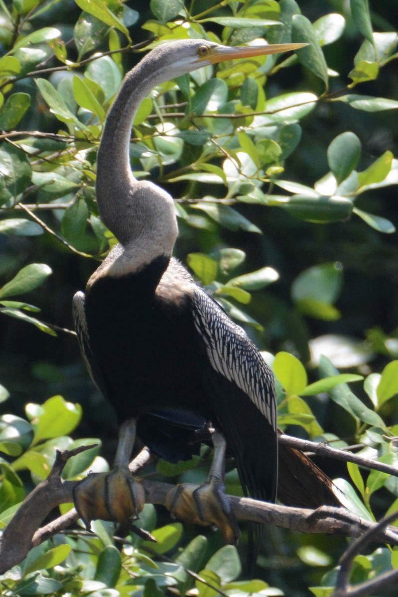 Anhinga roux - ML152985711