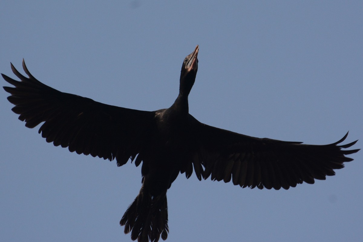 Little Black Cormorant - ML152985741