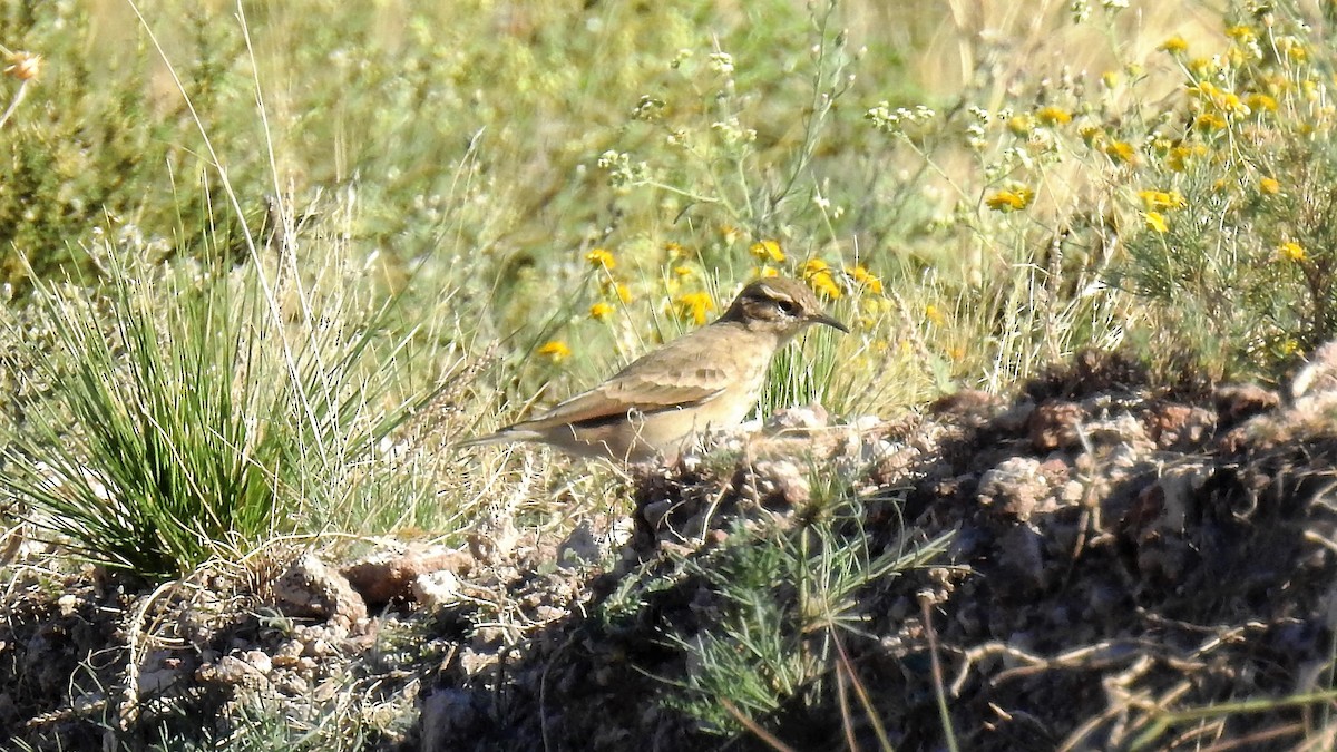 patagoniatunnelfugl - ML152985771