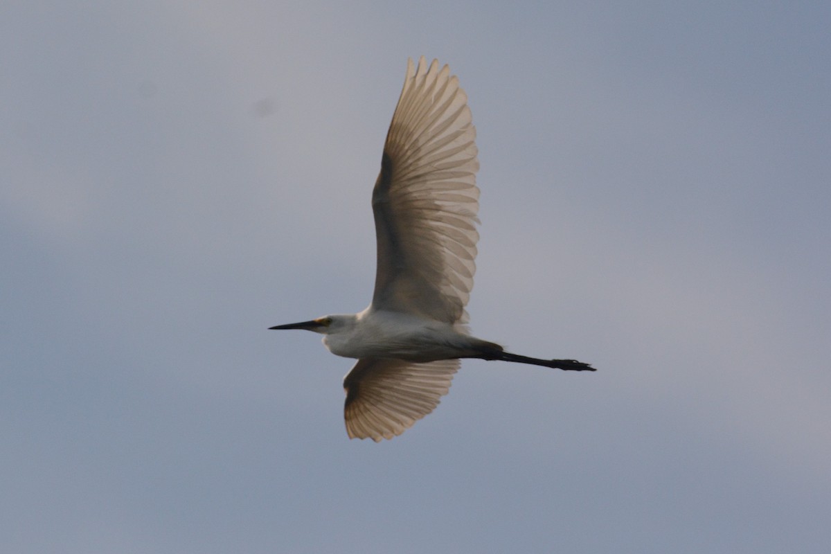 Little Egret - ML152985831