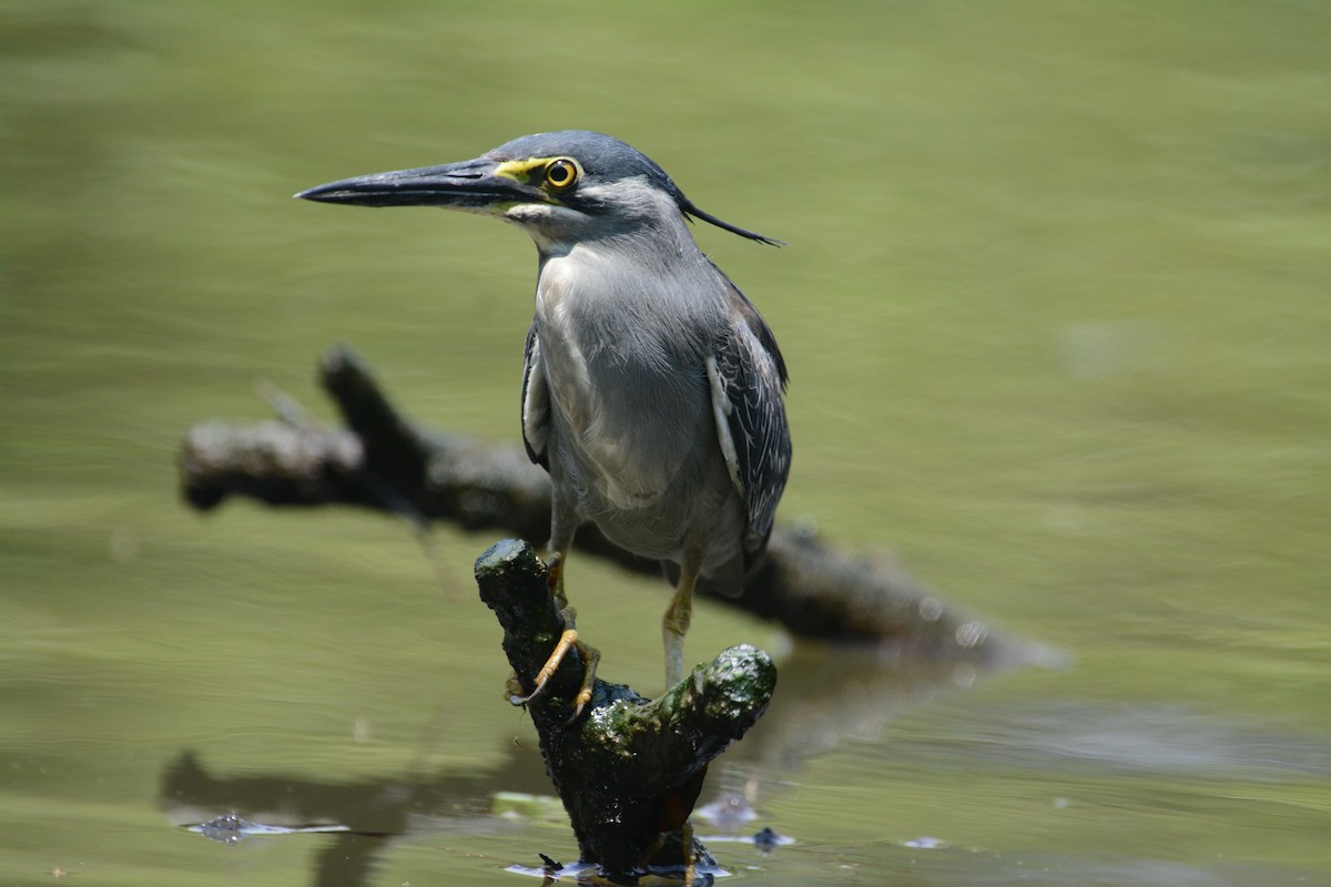 Striated Heron - ML152985961