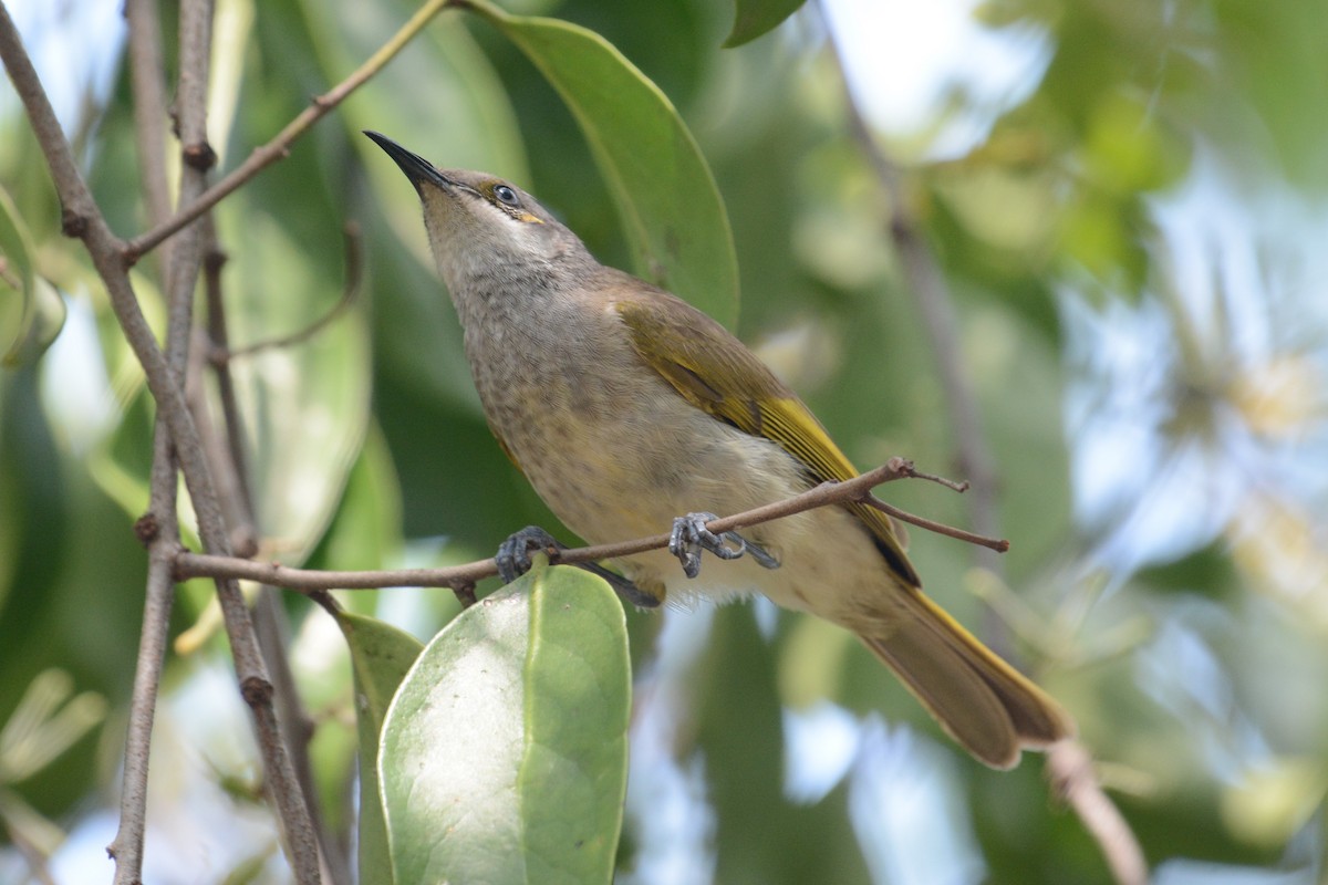 Brown Honeyeater - ML152986001