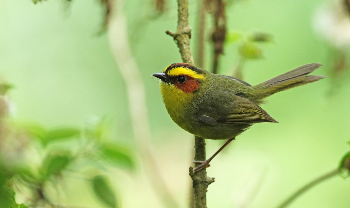 Golden-browed Warbler - ML152986311