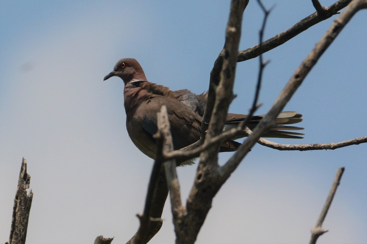 Sunda Collared-Dove - ML152986451