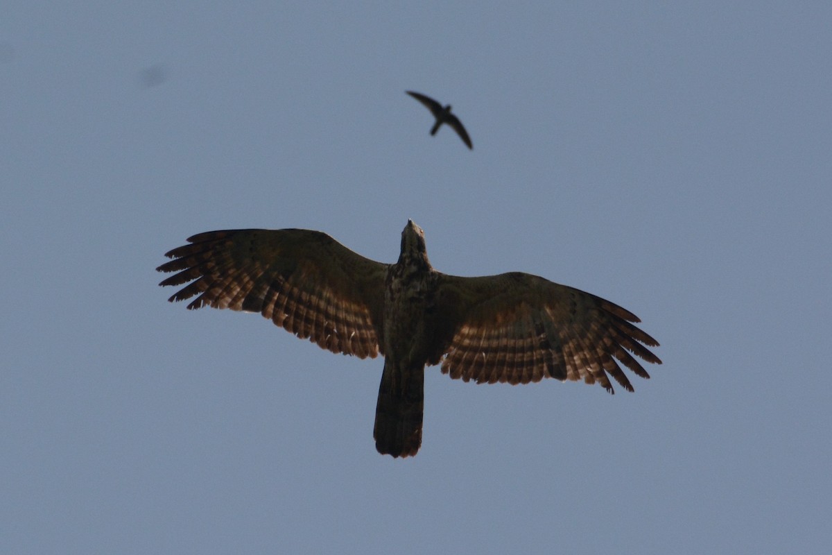 ハチクマ - ML152986461